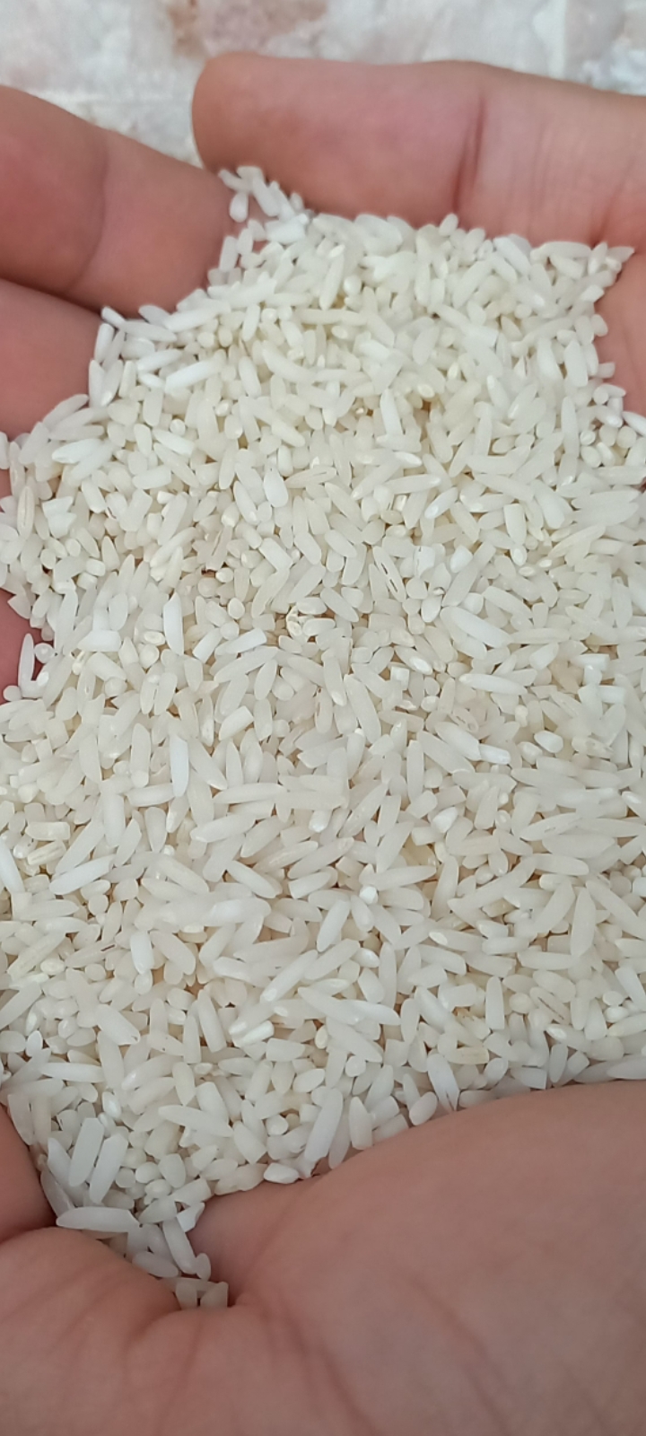 برنج سرلاشه هاشمی گیلان