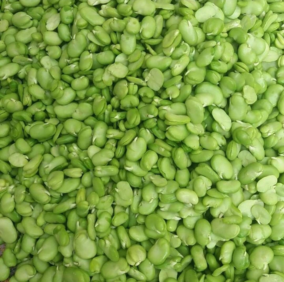 باقالی سبز گیلان _ ظرف ۵۰۰ گرمی